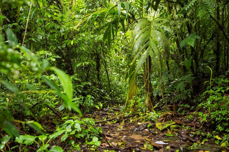 Economia Verde