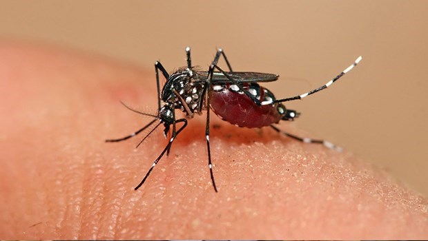 Mosquito-da-dengue-1