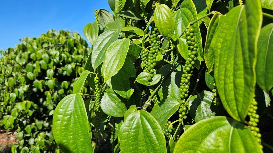 Pimenta-do-reino