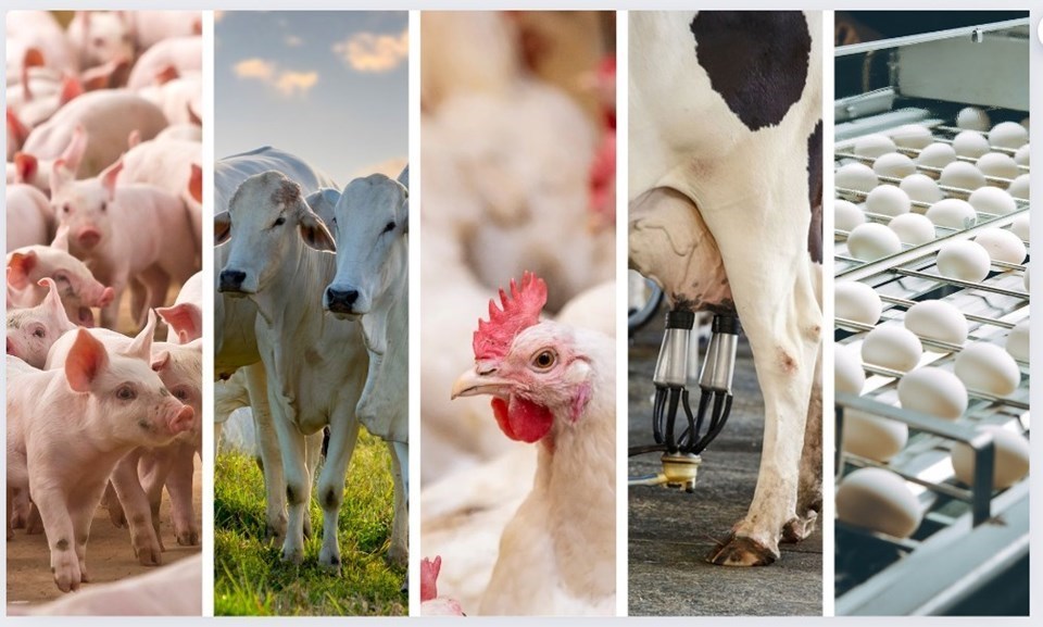 Produção animal
