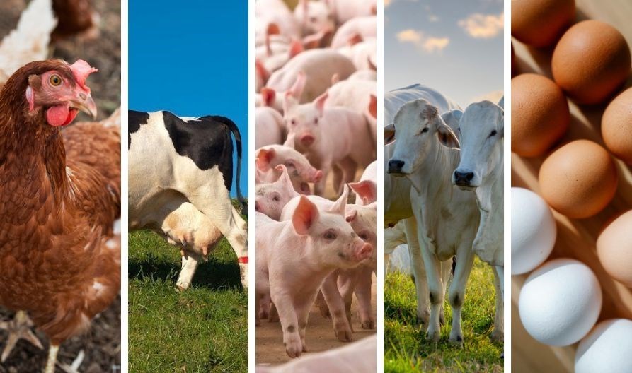Produção animal