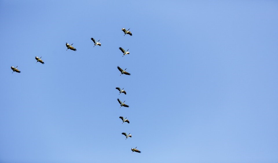 Zoossanitária|||Fotógrafo:Divulgação Freepik