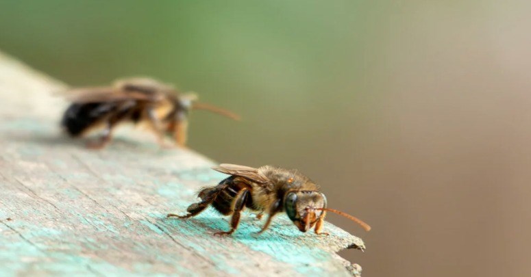 abelhas nativas